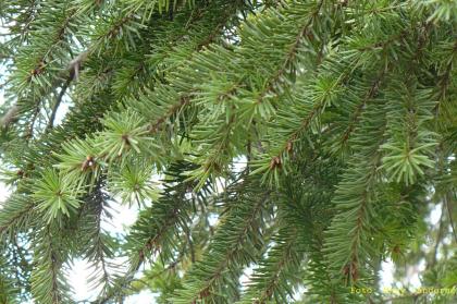 Pseudotsuga menziesii